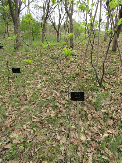 w004460kanadu206