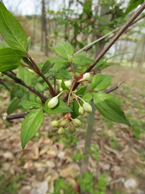 w004460kanadu212-1