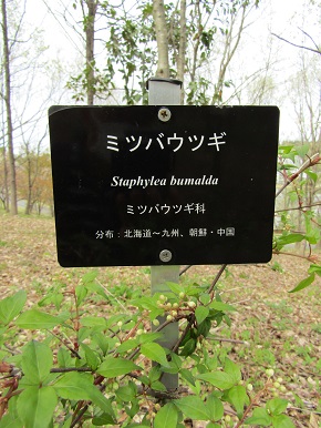 w004460kanadu212-2