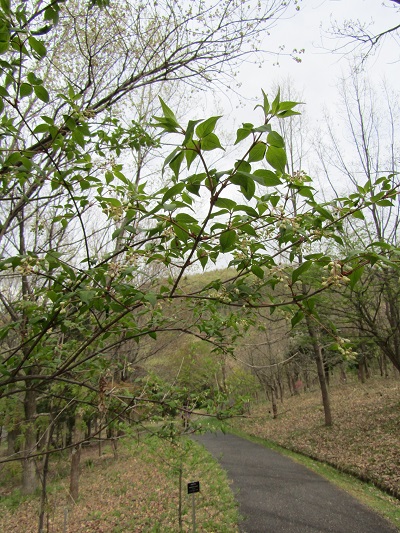 w004460kanadu212
