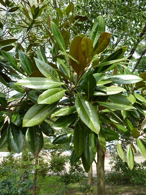 w004460kanadu221-1