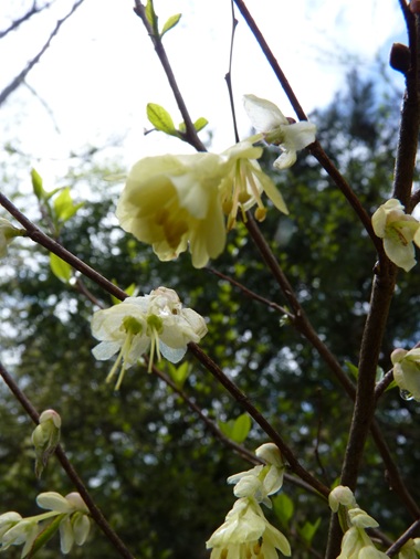 w004460kanadu225-1