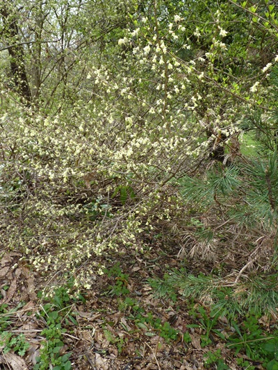 w004460kanadu225