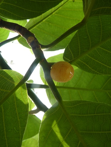 w004460kanadu22ab-2