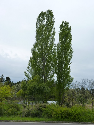 w004460kanadu236
