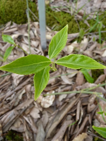w004460kanadu245-1