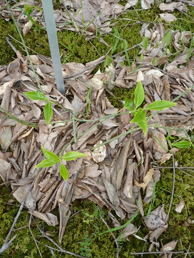 w004460kanadu245
