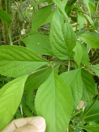 w004460kanadu276-2