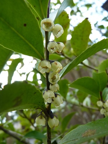 w004460kanadu331-3