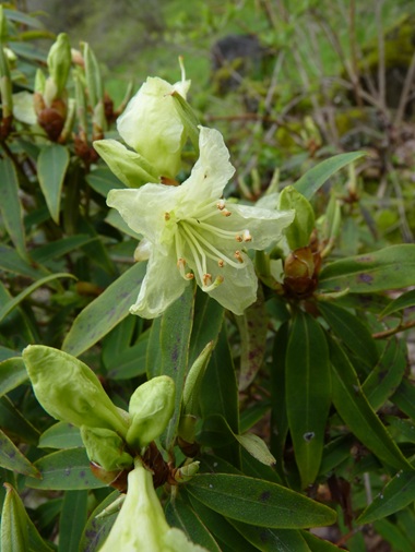 w004460kanadu339-2