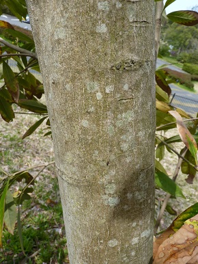 w004460kanadu34-1