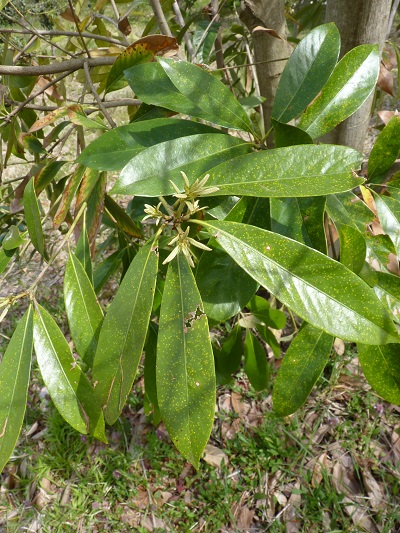 w004460kanadu34