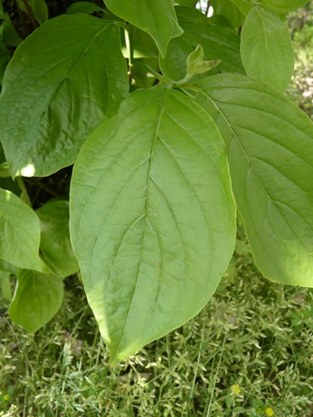 w004460kanadu354-1