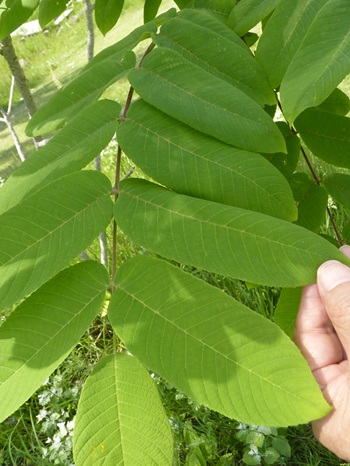 w004460kanadu384-1