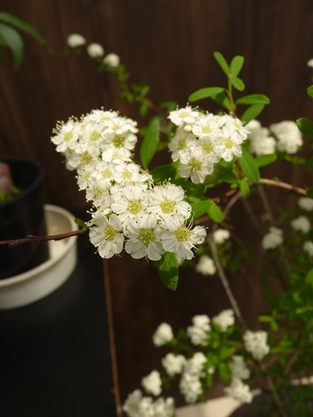 w004460kanadu386-1