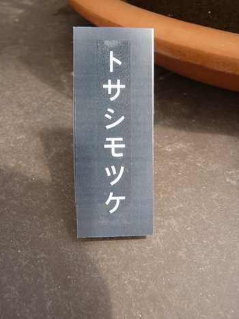 w004460kanadu386-2