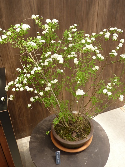 w004460kanadu386