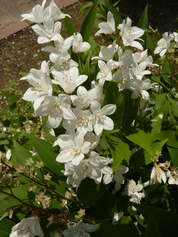 w004460kanadu387-1
