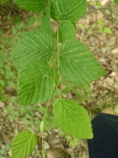 w004460kanadu429