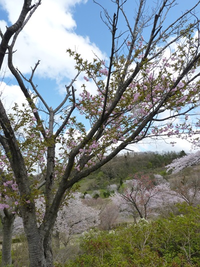 w004460kanadu431