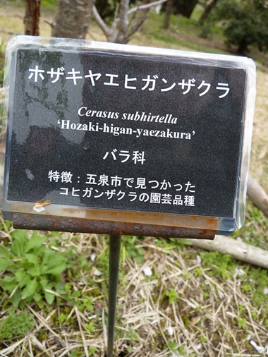 w004460kanadu433-1
