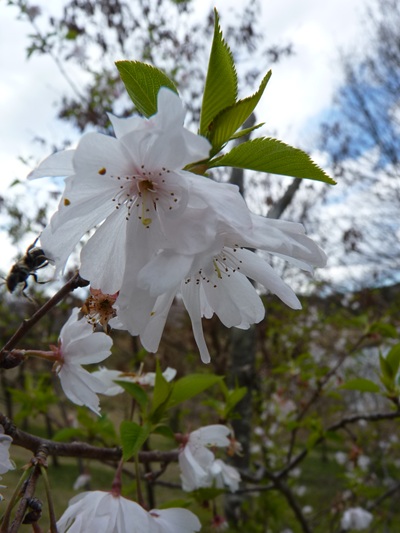 w004460kanadu433