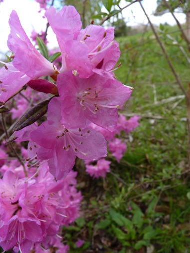 w004460kanadu434-1