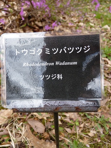w004460kanadu435-1