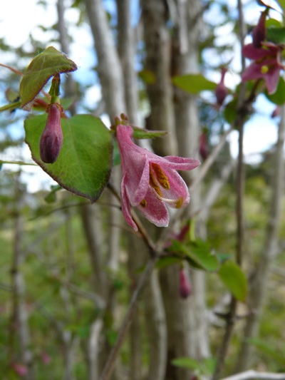 w004460kanadu437