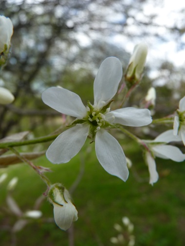 w004460kanadu438-1