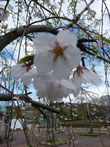 w004460kanadu439-1