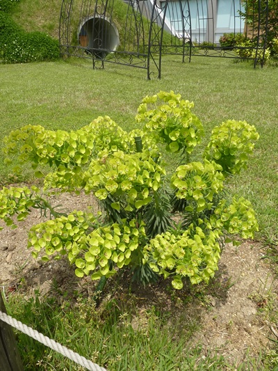 w004460kanadu441