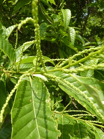 w004460kanadu442-1