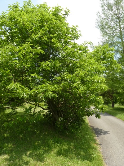 w004460kanadu442