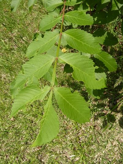 w004460kanadu443