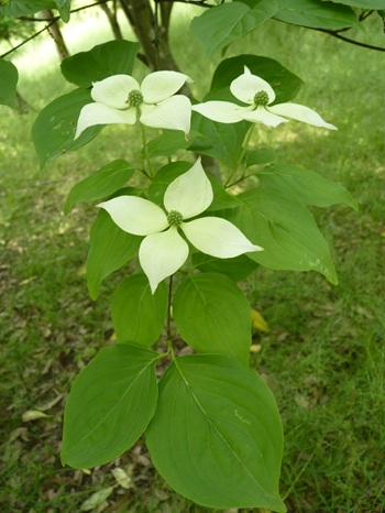 w004460kanadu445-1