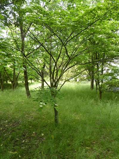 w004460kanadu445