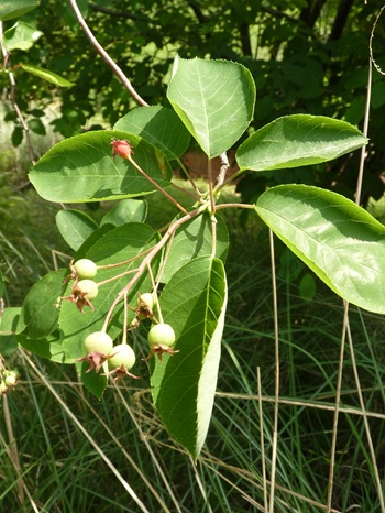 w004460kanadu446-1