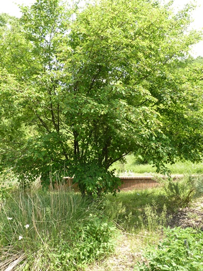 w004460kanadu446