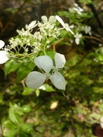 w004460kanadu4ab-3