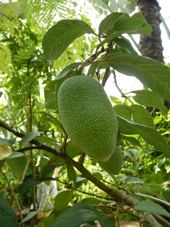 w004460kanadu54ab-3