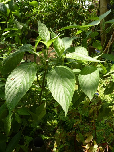 w004460kanadu60ab