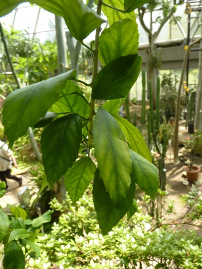 w004460kanadu62ab