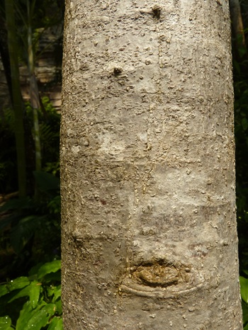 w004460kanadu63ab-3
