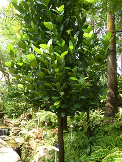 w004460kanadu65ab