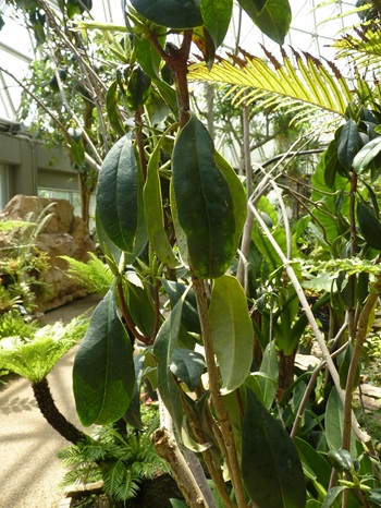 w004460kanadu66ab-1