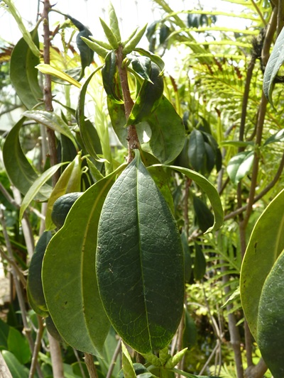 w004460kanadu66ab