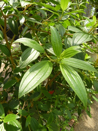 w004460kanadu67ab