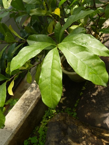 w004460kanadu68ab-1