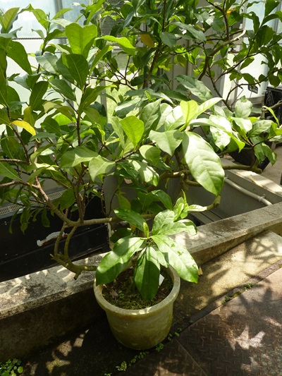 w004460kanadu68ab